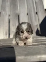 Pete, a male Poodle - Toy  for sale in Athens, AL – Photo 6 of 7