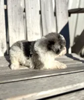 Pete, a male Poodle - Toy  for sale in Athens, AL – Photo 4 of 7