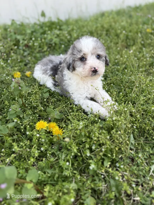 Pete – Poodle - Toy  puppy for sale in Athens, AL