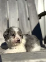Pete, a male Poodle - Toy  for sale in Athens, AL – Photo 1 of 7