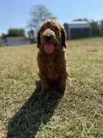 Tucker, a male Miniature Goldendoodle for sale in Athens, AL – 8 of 10