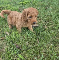 Kobe, a male Miniature Goldendoodle for sale in Athens, AL – 4 of 10