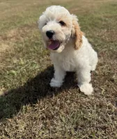 Jade, a female Cavapoo for sale in Athens, AL – 8 of 10