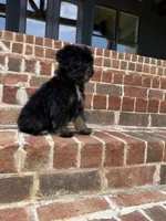 Sassy, a female Yorkipoo for sale in Athens, AL – 9 of 9