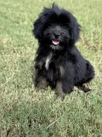 Sassy, a female Yorkipoo for sale in Athens, AL – 5 of 9