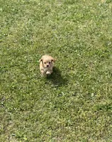 Dexter, a male Cavapoo for sale in Athens, AL – Photo 3 of 7