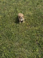 Dexter, a male Cavapoo for sale in Athens, AL – Photo 4 of 7