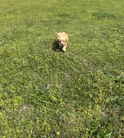 Dexter, a male Cavapoo for sale in Athens, AL – Photo 7 of 7