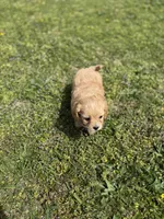 Dexter, a male Cavapoo for sale in Athens, AL – Photo 6 of 7