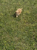 Dexter, a male Cavapoo for sale in Athens, AL – Photo 5 of 7