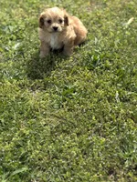 Dexter, a male Cavapoo for sale in Athens, AL – Photo 2 of 7