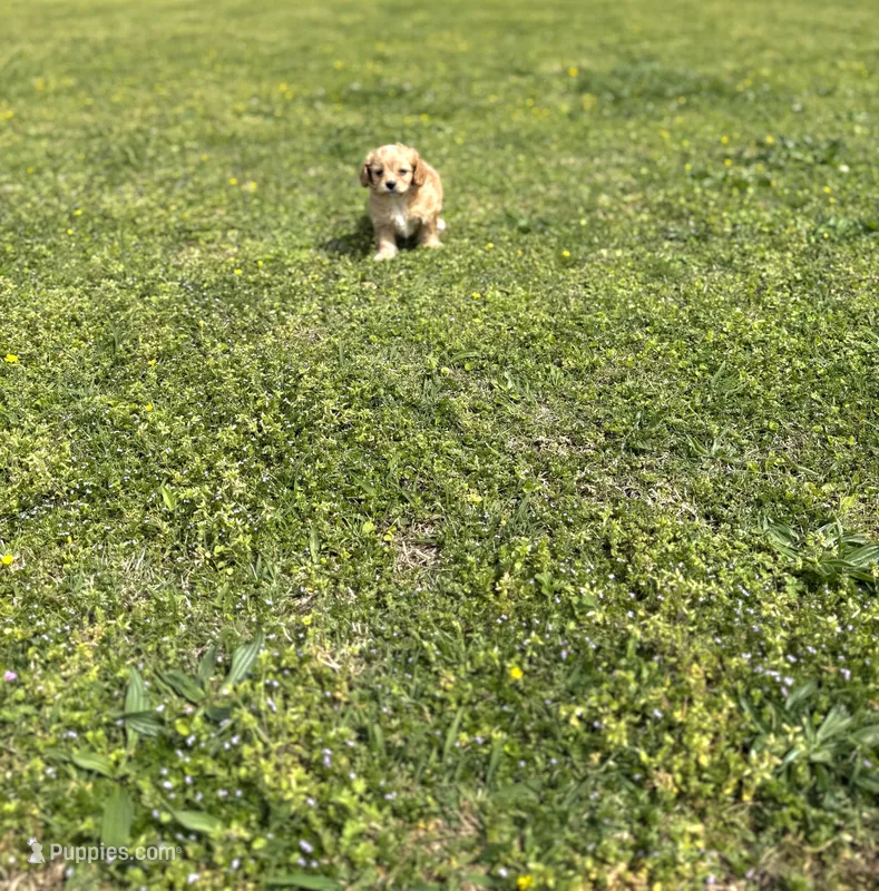 Dexter – Cavapoo puppy for sale in Athens, AL