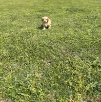 Dexter, a male Cavapoo for sale in Athens, AL – Photo 1 of 7