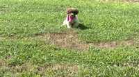Ella, a female Poodle - Toy  for sale in Athens, AL – 5 of 5