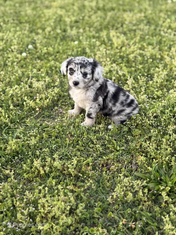 Zoey, a female Miniature Aussiedoodle for sale in Athens, AL – Photo 1 of 7