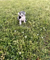 Zoey, a female Miniature Aussiedoodle for sale in Athens, AL – Photo 6 of 7