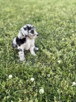 Zoey, a female Miniature Aussiedoodle for sale in Athens, AL – Photo 2 of 7