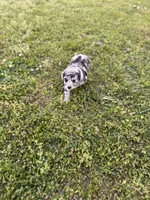 Zoey, a female Miniature Aussiedoodle for sale in Athens, AL – Photo 3 of 7