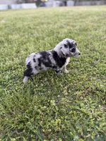 Zoey, a female Miniature Aussiedoodle for sale in Athens, AL – Photo 5 of 7
