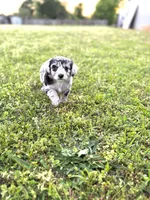 Zoey, a female Miniature Aussiedoodle for sale in Athens, AL – Photo 4 of 7