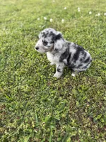 Zoey, a female Miniature Aussiedoodle for sale in Athens, AL – Photo 7 of 7