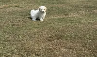 Jade, a female Cavapoo for sale in Athens, AL – 9 of 10