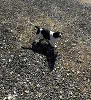 Mater, a male Basset Hound and Labrador Retriever for sale in Athens, AL – Photo 7 of 7