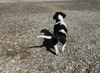 Mater, a male Basset Hound and Labrador Retriever for sale in Athens, AL – Photo 3 of 7