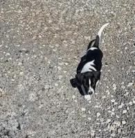 Mater, a male Basset Hound and Labrador Retriever for sale in Athens, AL – Photo 2 of 7