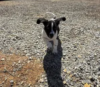 Mater, a male Basset Hound and Labrador Retriever for sale in Athens, AL – Photo 6 of 7