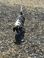 Mater, a male Basset Hound and Labrador Retriever for sale in Athens, AL – Photo 5 of 7