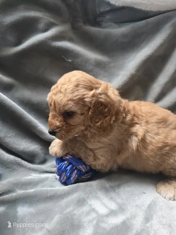 Rosco – Cavapoo puppy for sale in Athens, AL