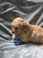 Rosco, a male Cavapoo for sale in Athens, AL – 1 of 3