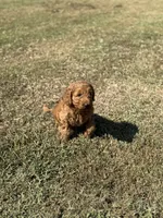 Kobe, a male Miniature Goldendoodle for sale in Athens, AL – 2 of 10