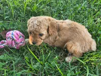 Kay, a female Cavapoo for sale in Athens, AL – 3 of 3