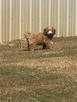 Jordan, a male Cavapoo for sale in Athens, AL – 5 of 10