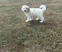 Jade, a female Cavapoo for sale in Athens, AL – 6 of 10