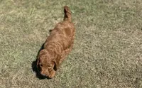 Tucker, a male Miniature Goldendoodle for sale in Athens, AL – 4 of 10