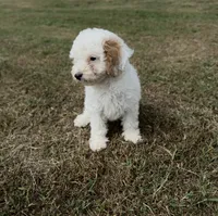 Joni, a female Cavapoo for sale in Athens, AL – 7 of 10