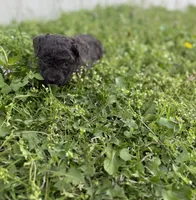 Buck, a male Poodle - Toy  for sale in Athens, AL – Photo 3 of 10