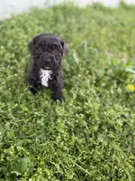 Buck, a male Poodle - Toy  for sale in Athens, AL – Photo 1 of 10