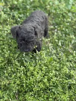 Buck, a male Poodle - Toy  for sale in Athens, AL – Photo 2 of 10