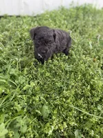 Buck, a male Poodle - Toy  for sale in Athens, AL – Photo 7 of 10