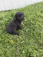 Buck, a male Poodle - Toy  for sale in Athens, AL – Photo 8 of 10