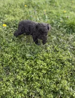 Buck, a male Poodle - Toy  for sale in Athens, AL – Photo 5 of 10