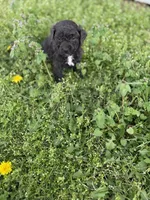 Buck, a male Poodle - Toy  for sale in Athens, AL – Photo 10 of 10
