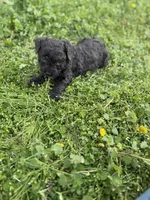 Buck, a male Poodle - Toy  for sale in Athens, AL – Photo 9 of 10