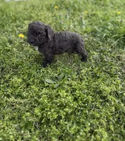 Buck, a male Poodle - Toy  for sale in Athens, AL – Photo 6 of 10