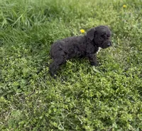 Buck, a male Poodle - Toy  for sale in Athens, AL – Photo 4 of 10