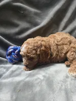Link, a male Cavapoo for sale in Athens, AL – 4 of 5